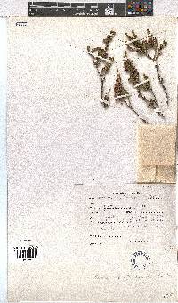 Erica afrorum var. afrorum image