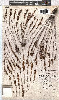 Erica albospicata image