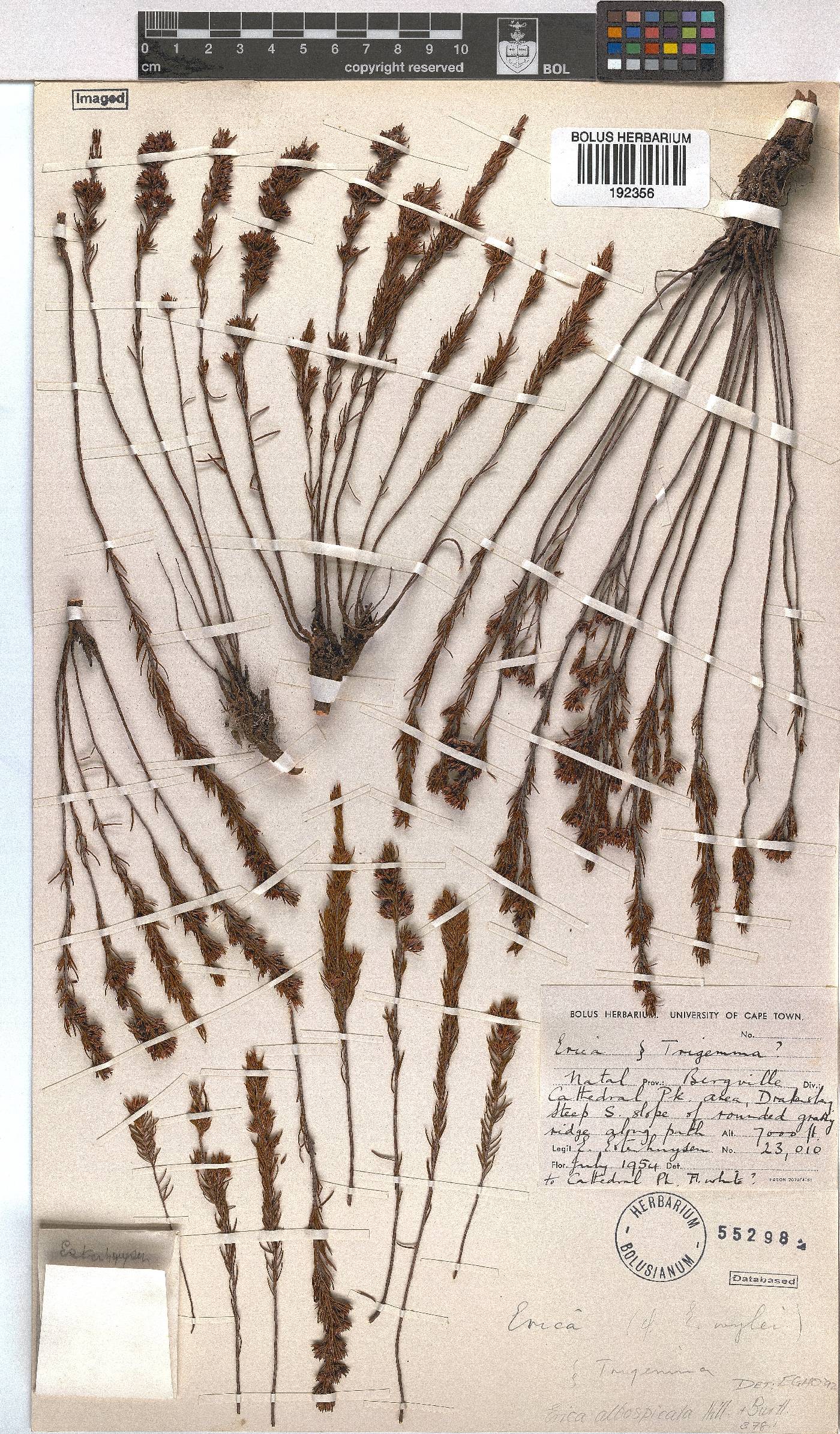 Erica albospicata image