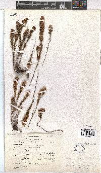 Erica albospicata image