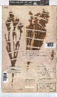 Erica dianthifolia image