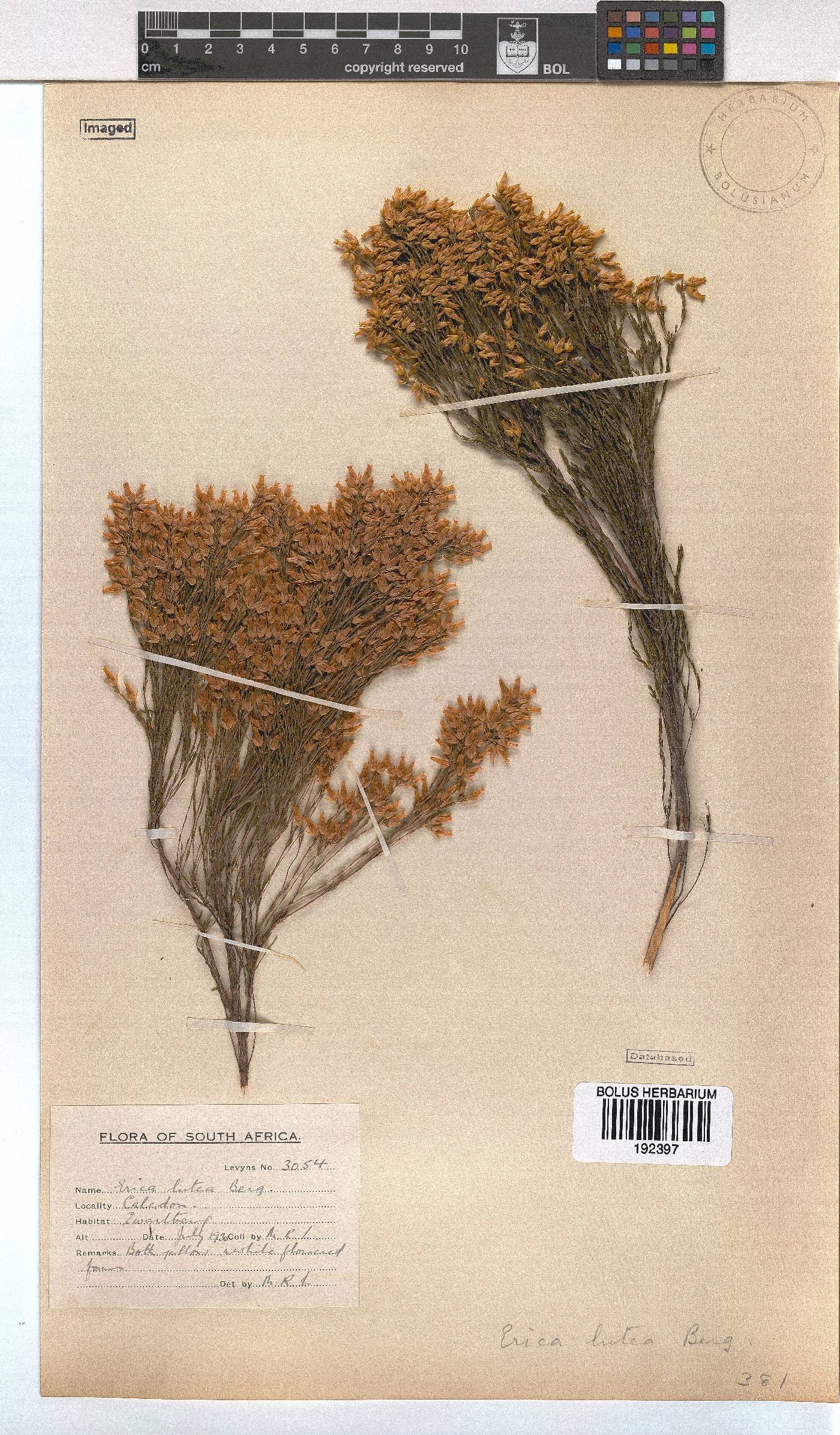 Erica lutea image