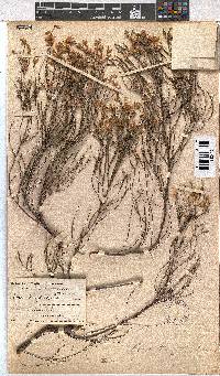 Erica tenuifolia image