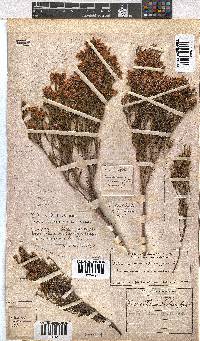 Erica tenuifolia image