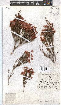 Erica tenuifolia image