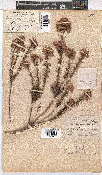 Erica taxifolia image