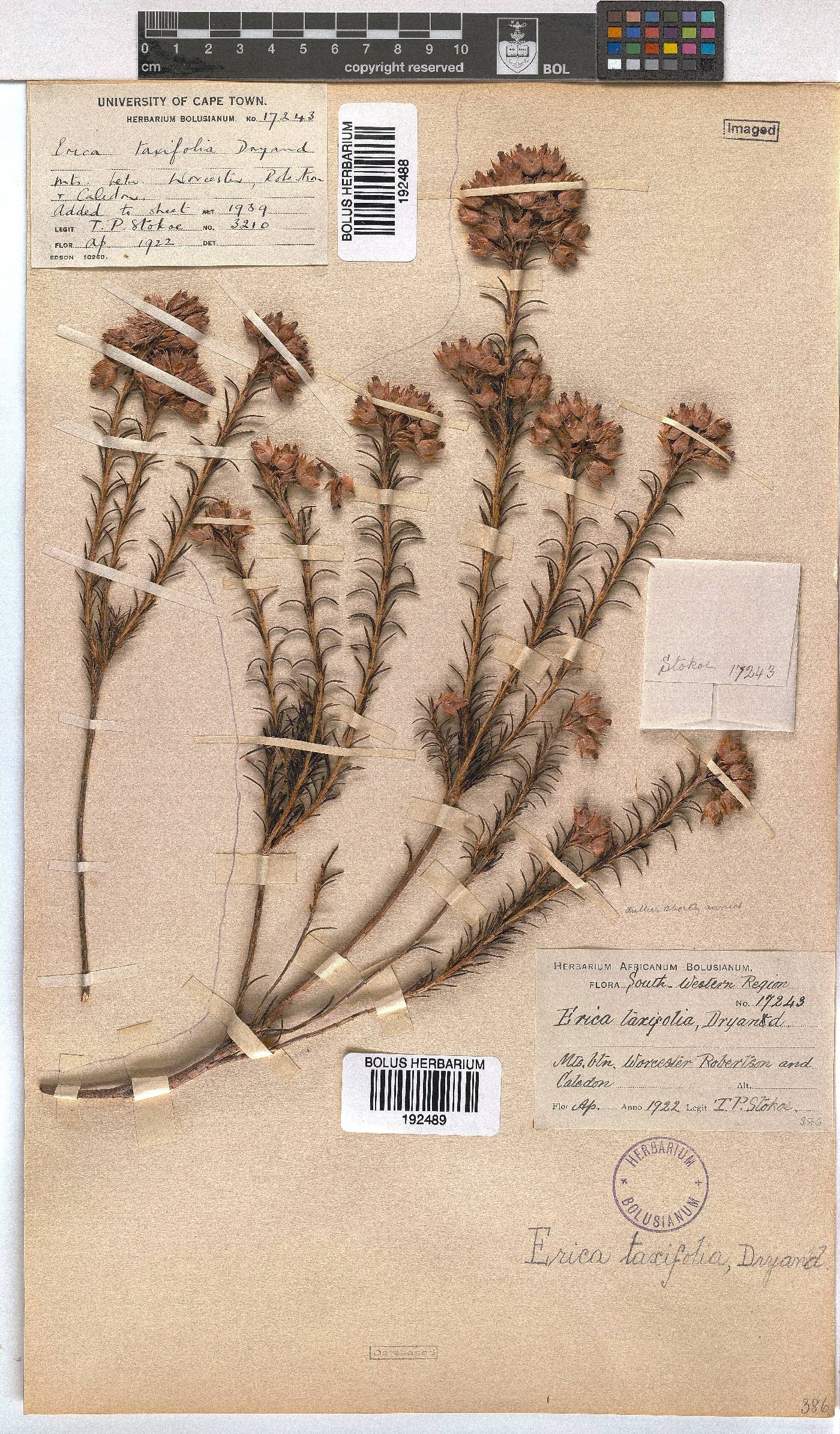 Erica taxifolia image