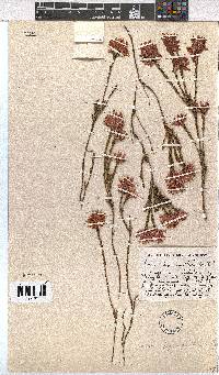 Erica pycnantha image