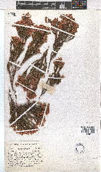 Erica pycnantha image