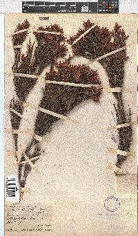 Erica pycnantha image