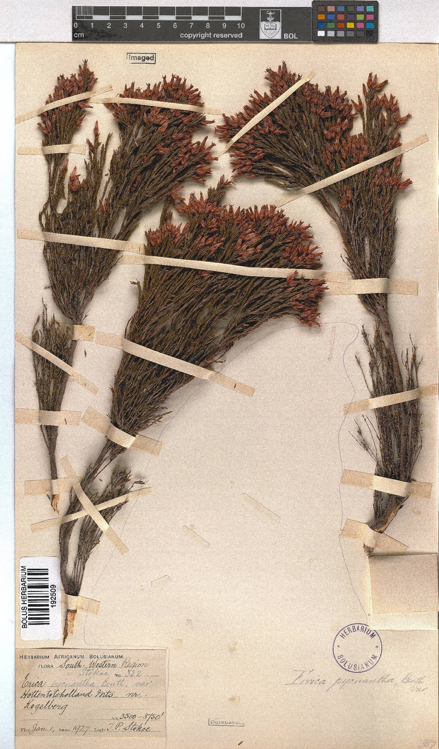 Erica pycnantha image