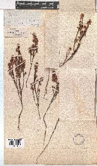 Erica gnaphaloides image