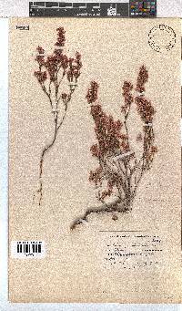 Erica gnaphaloides image