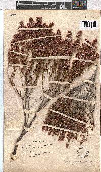 Erica gnaphaloides image