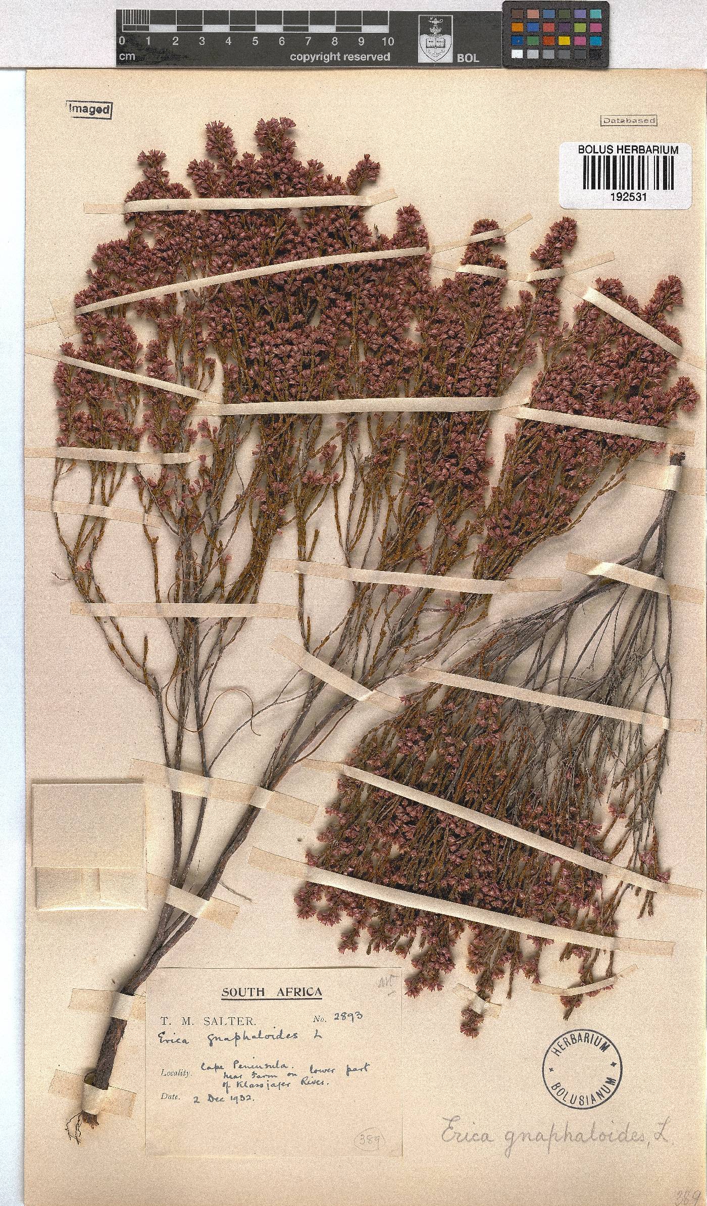 Erica gnaphaloides image