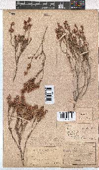 Erica gnaphaloides image