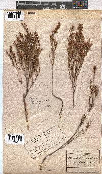 Erica gnaphaloides image