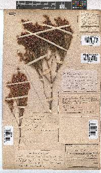 Erica gnaphaloides image