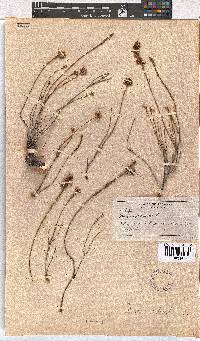 Erica articularis image