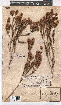 Erica articularis image