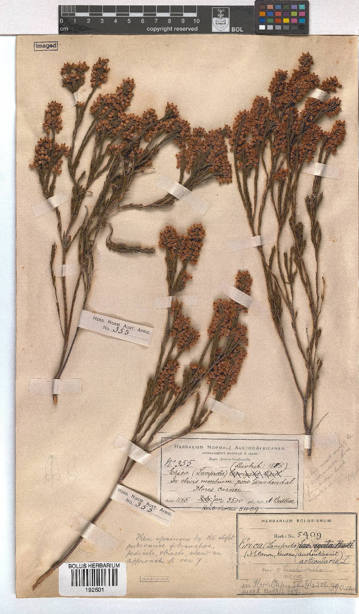 Erica articularis image