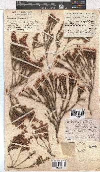 Erica articularis image