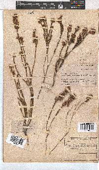 Erica articularis image