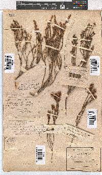 Erica articularis image