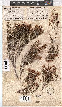 Erica articularis image