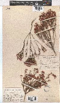 Erica articularis image