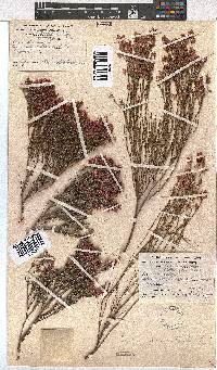 Erica articularis image