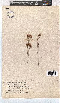 Erica laevigata image