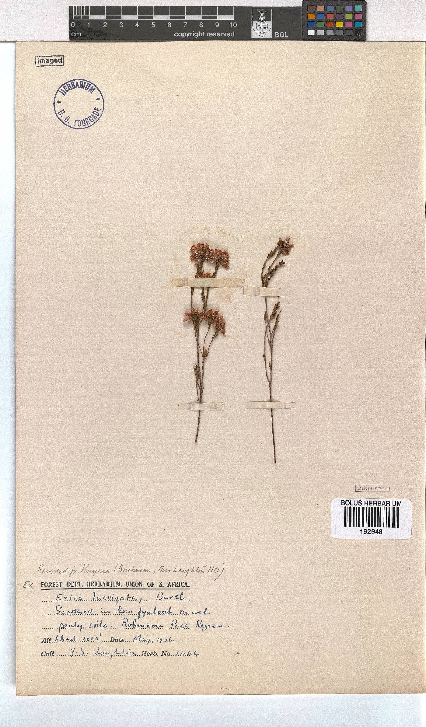 Erica laevigata image