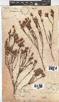 Erica corifolia image