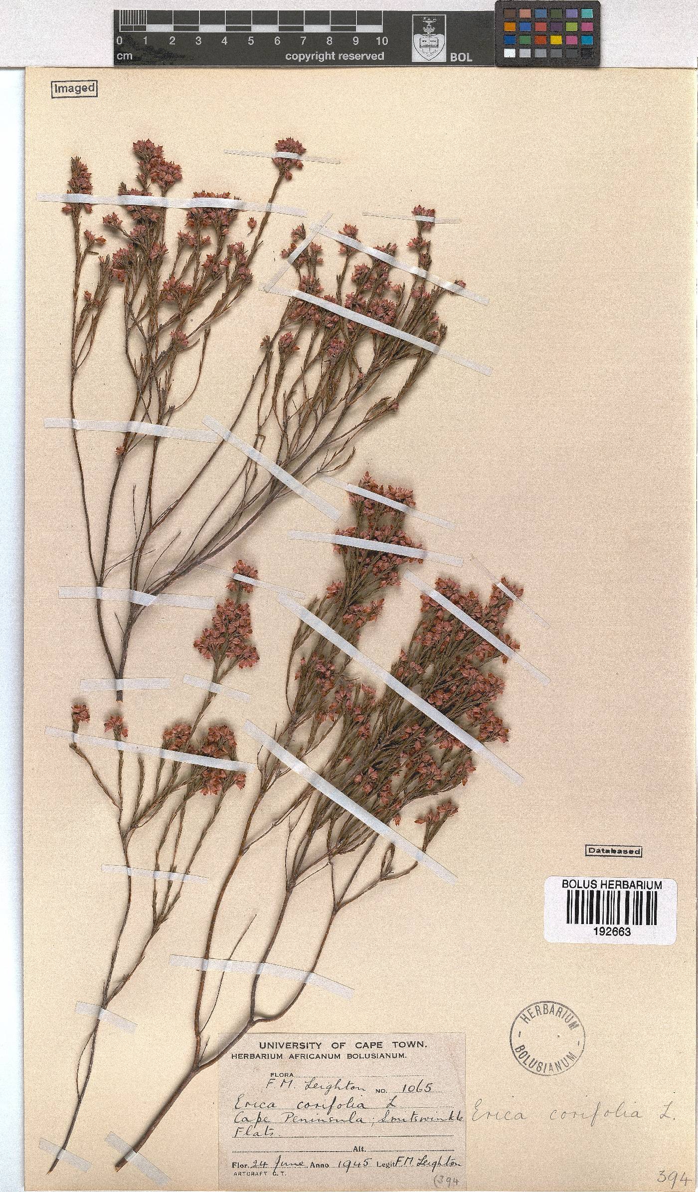 Erica corifolia image