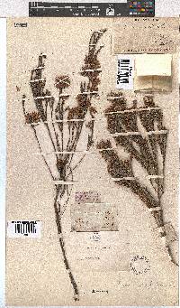 Erica corifolia image