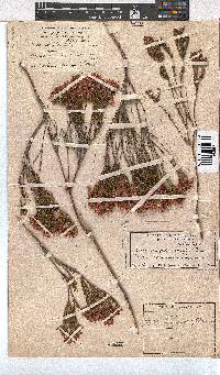 Erica corifolia image