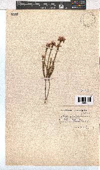 Erica corifolia image