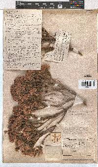 Erica corifolia image