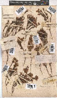 Erica corifolia image