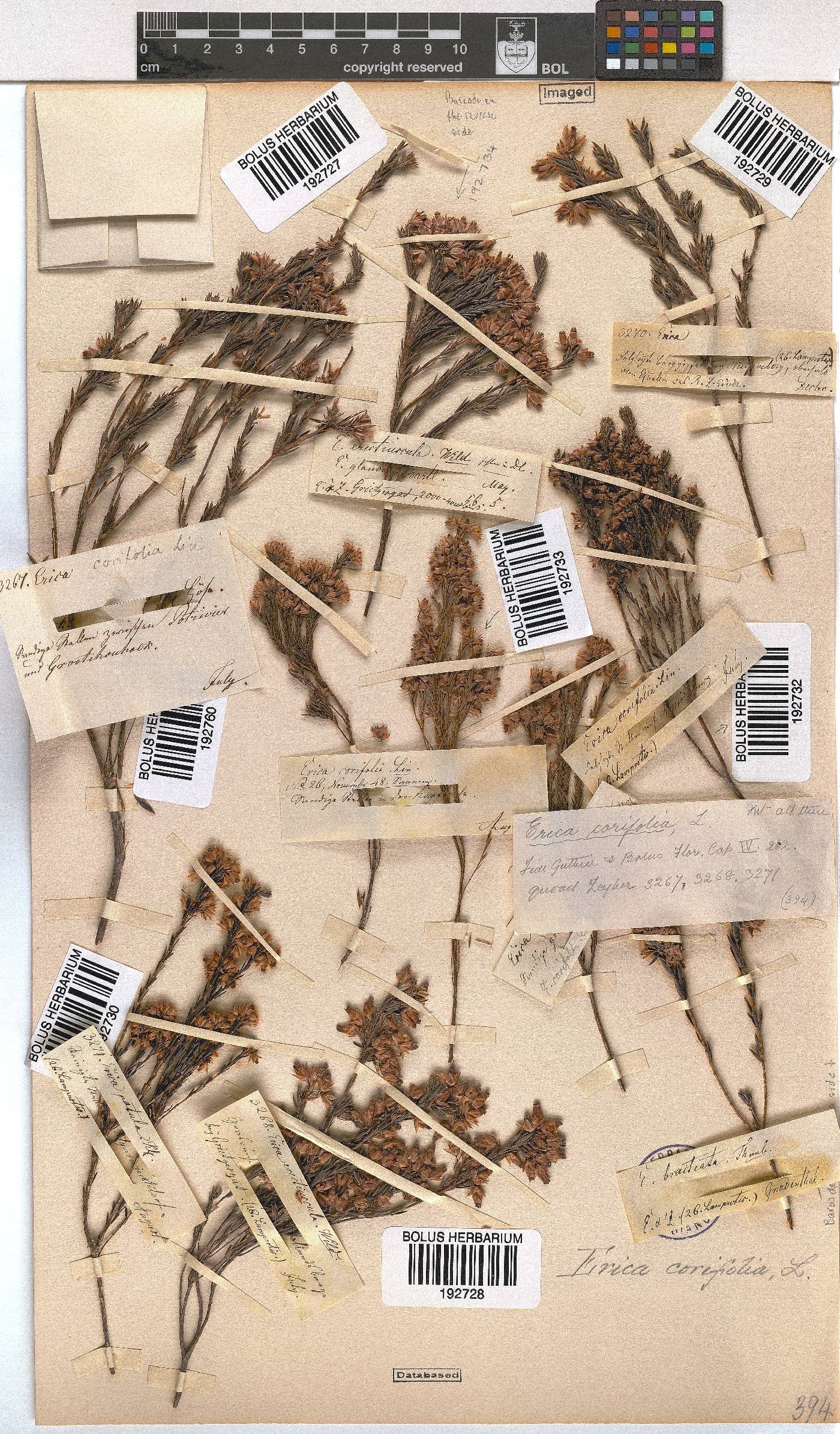 Erica corifolia image