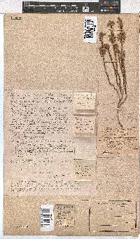 Erica corifolia image