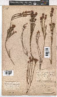 Erica corifolia image