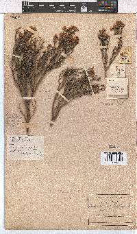 Erica rhopalantha image