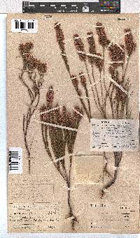 Erica rhopalantha image