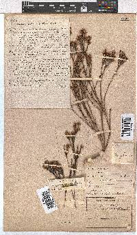 Erica rhopalantha image