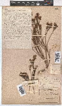 Erica rhopalantha image