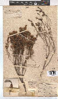 Erica rhopalantha image