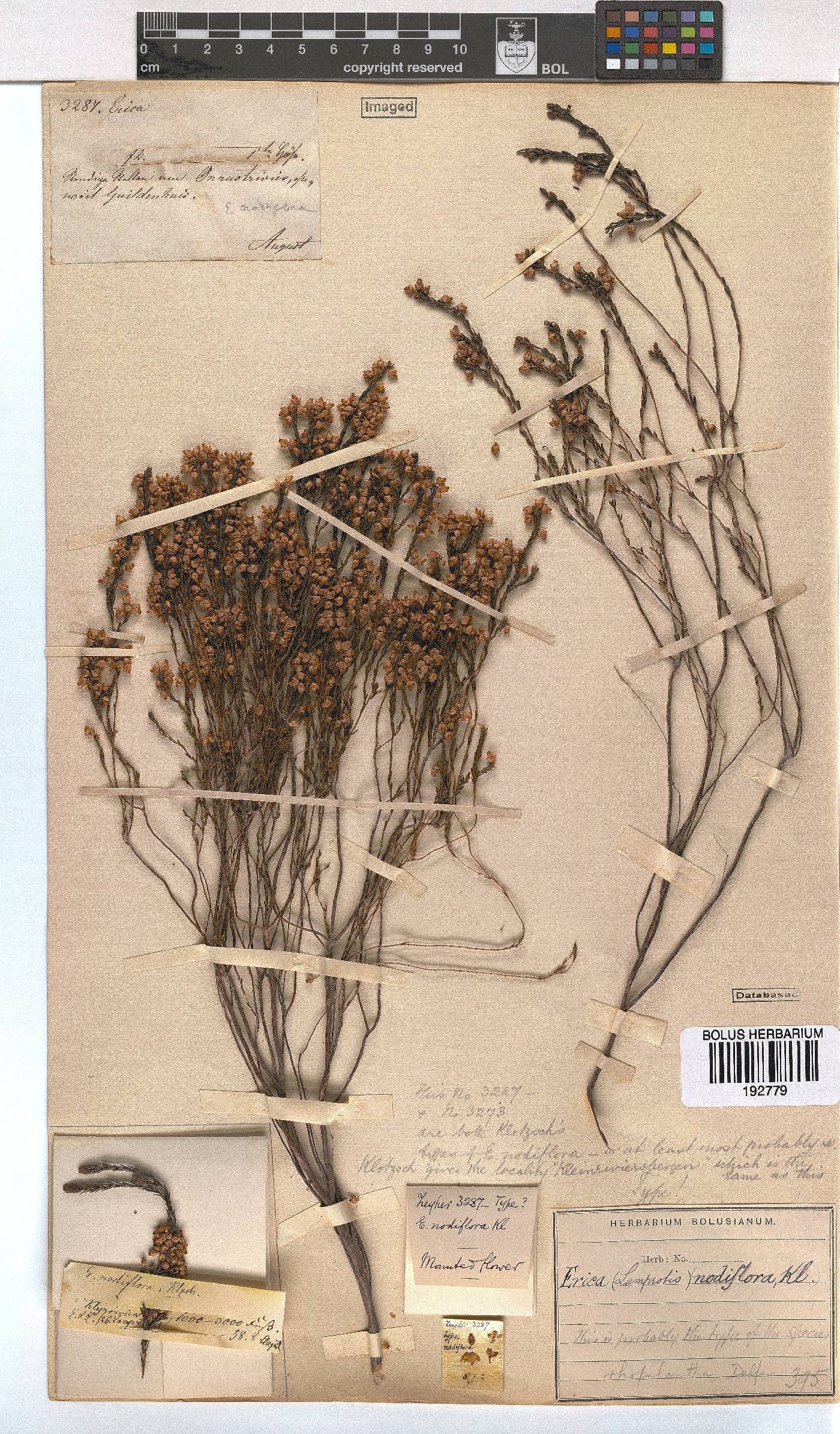 Erica rhopalantha image