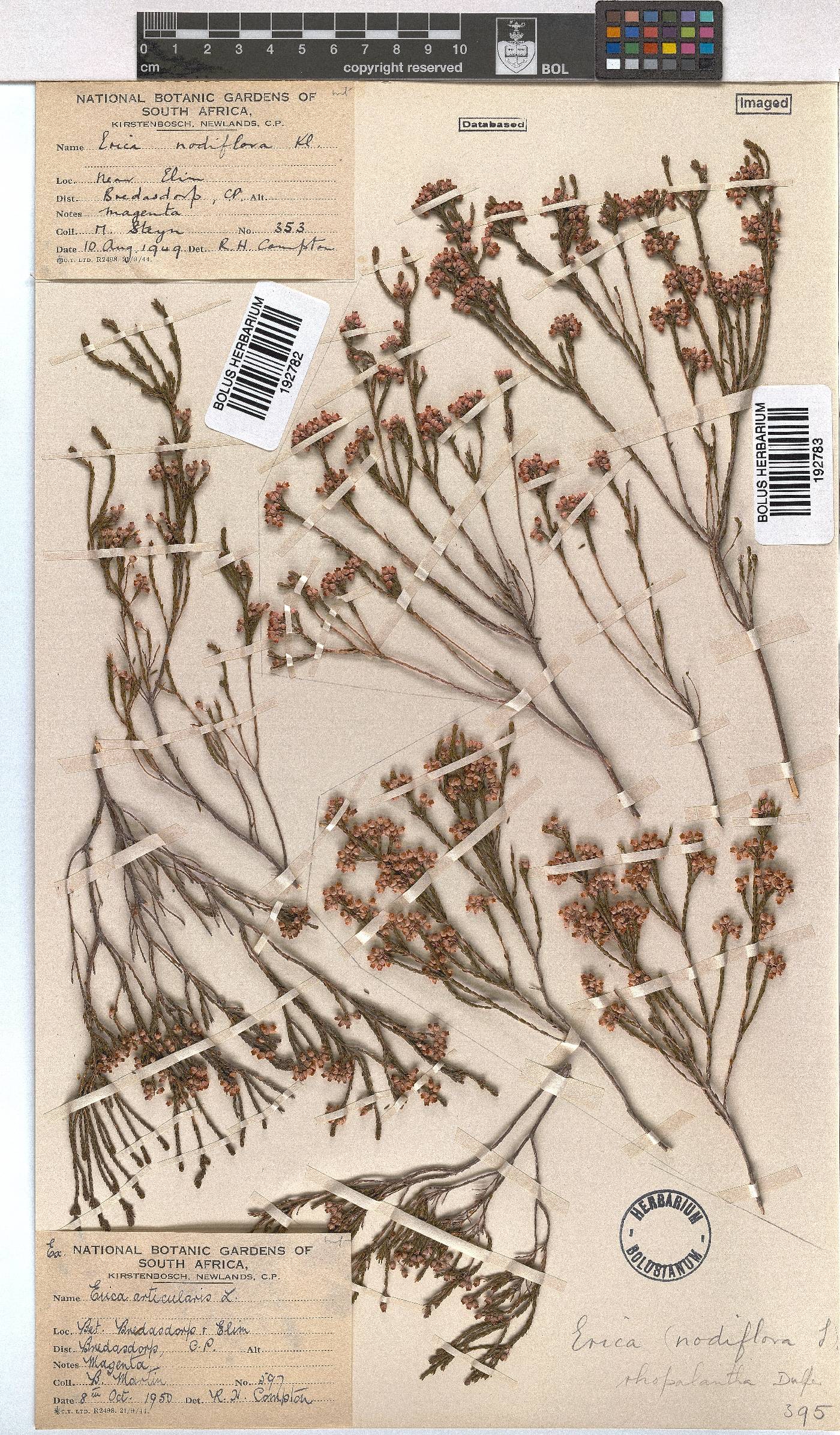 Erica rhopalantha image